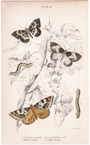 28 gooseberry moth